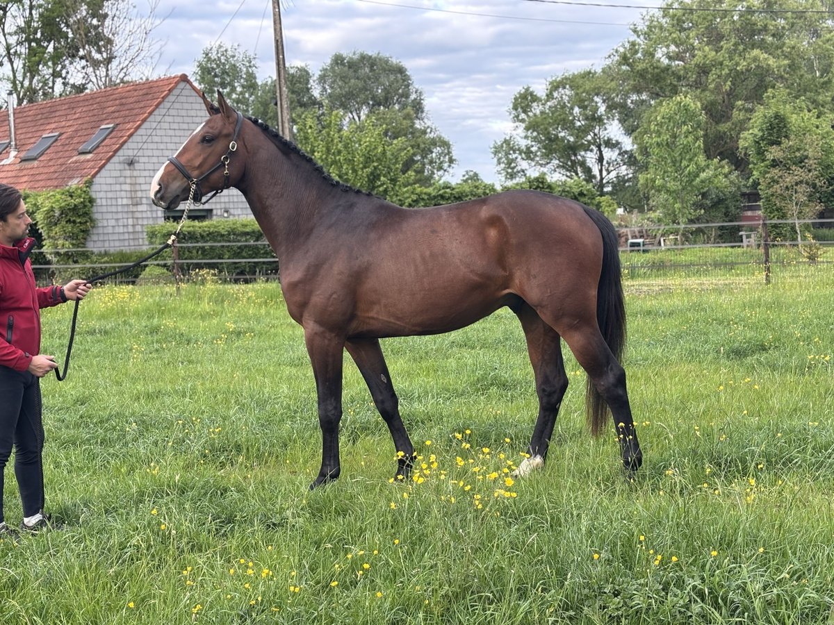 Cavallo sportivo belga Stallone 3 Anni 163 cm Baio in Lier