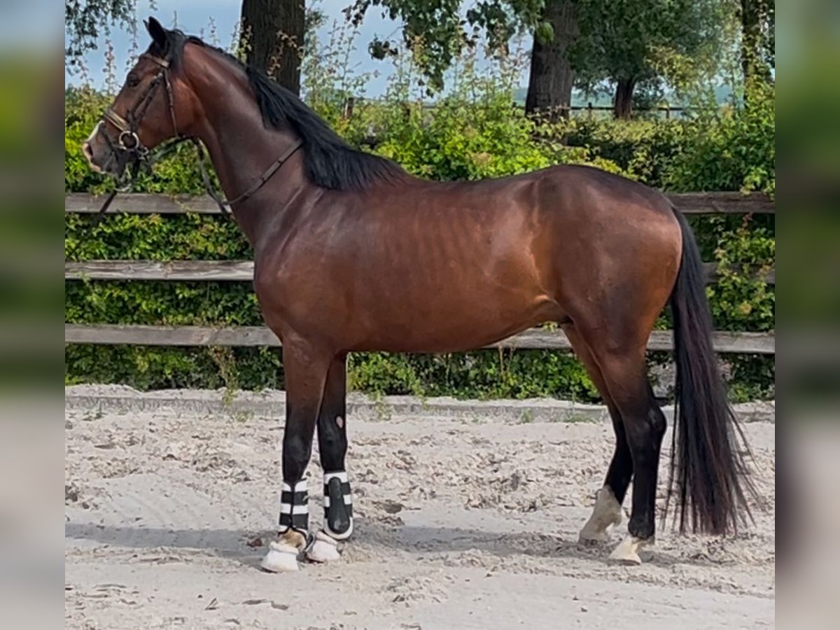 Cavallo sportivo belga Stallone 3 Anni 165 cm Baio in Lierde