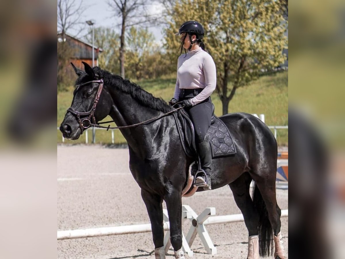 Cavallo sportivo irlandese Castrone 10 Anni 169 cm Morello in Houten