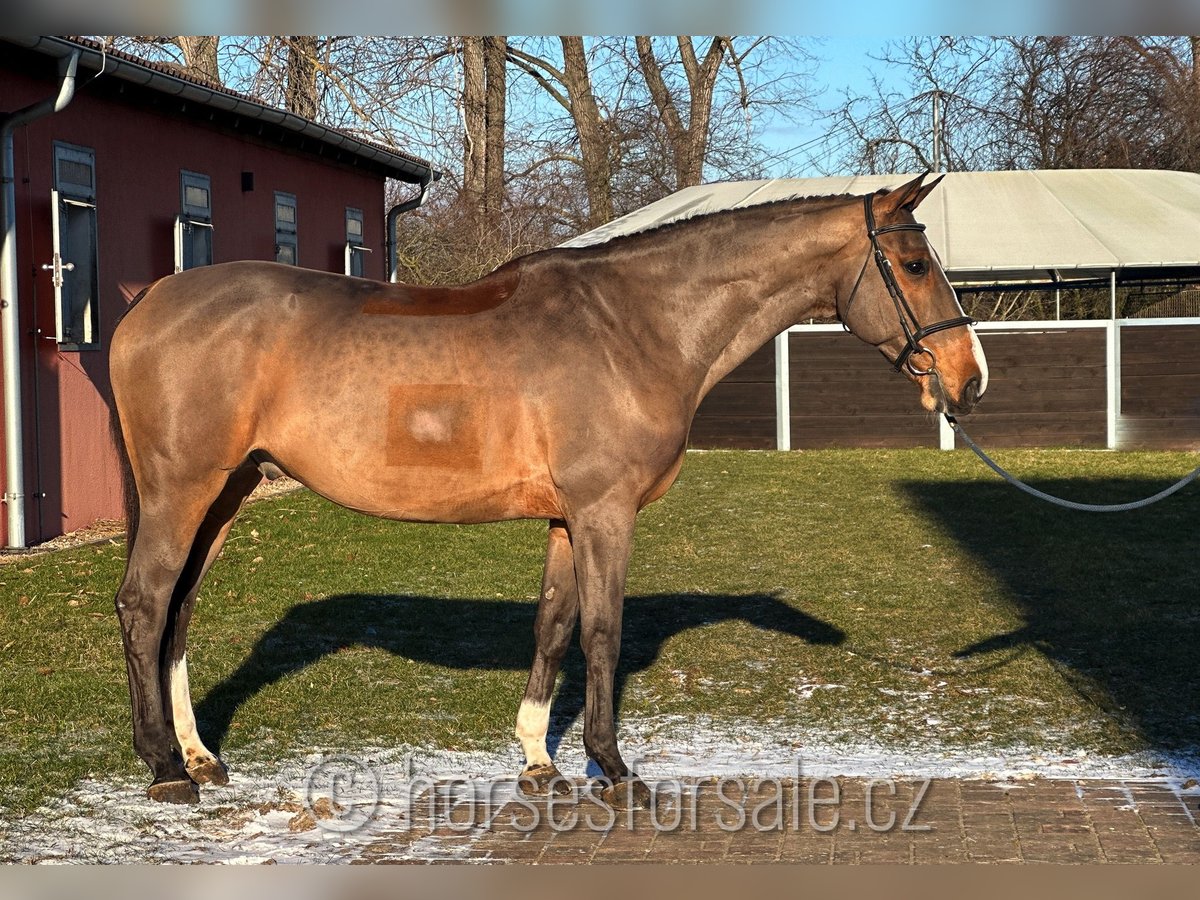 Cavallo sportivo irlandese Castrone 10 Anni 175 cm Baio in Region Prag