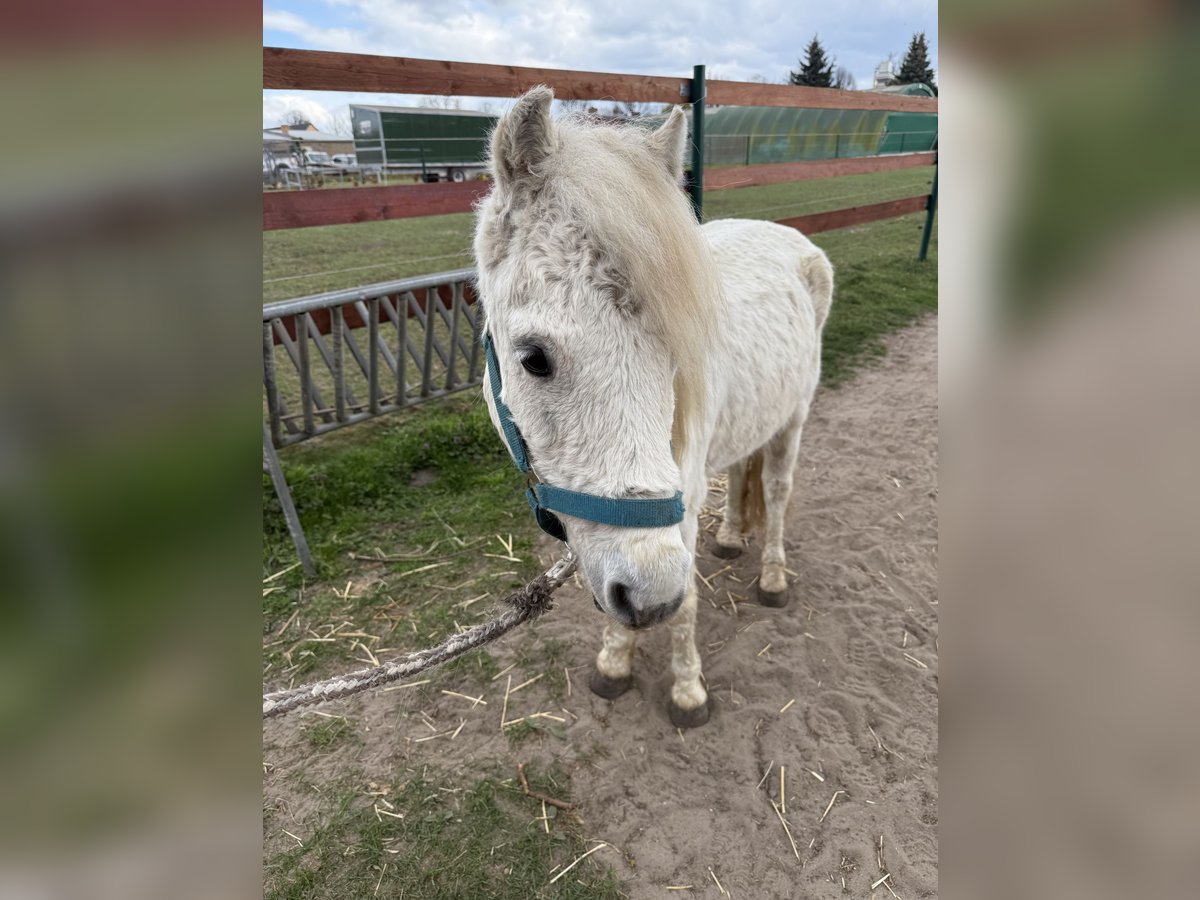 Cavallo sportivo irlandese Castrone 11 Anni 125 cm Grigio trotinato in Berlin