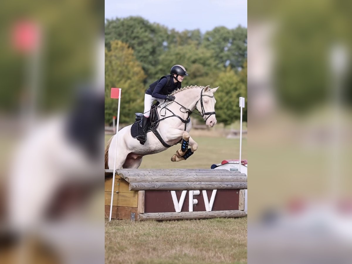 Cavallo sportivo irlandese Castrone 11 Anni 148 cm Cremello in L&#xFC;beck