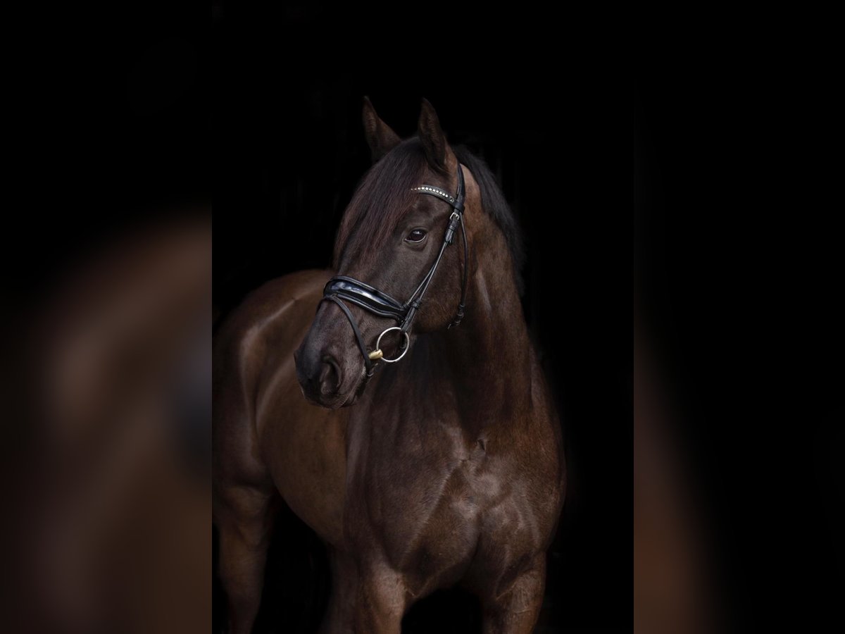 Cavallo sportivo irlandese Castrone 11 Anni 165 cm Baio nero in Berge