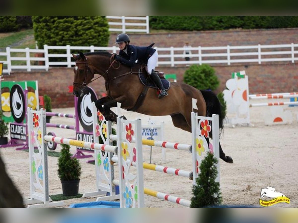 Cavallo sportivo irlandese Castrone 11 Anni 171 cm Baio scuro in Vechta