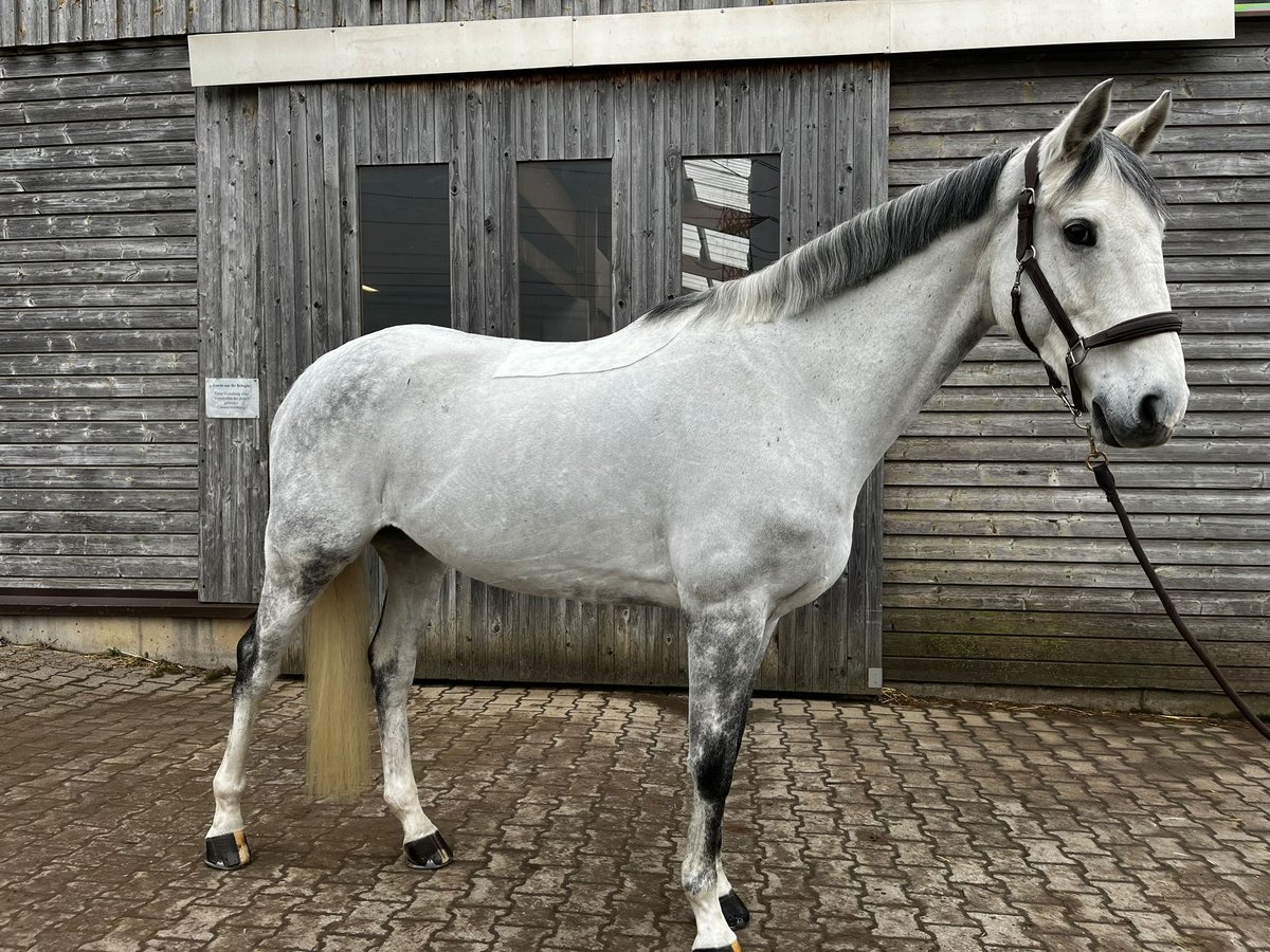 Cavallo sportivo irlandese Castrone 12 Anni 168 cm Grigio in Leonberg