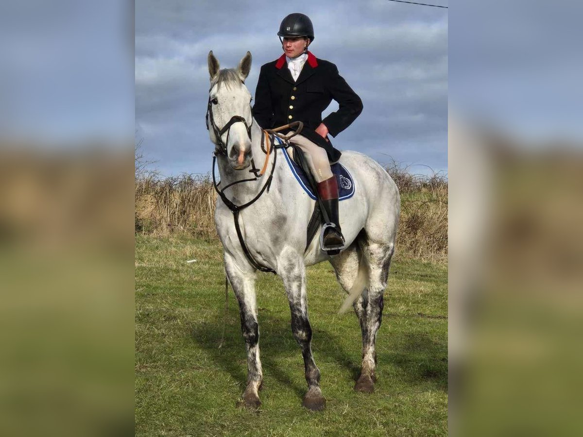 Cavallo sportivo irlandese Castrone 12 Anni 173 cm Grigio pezzato in Sligo