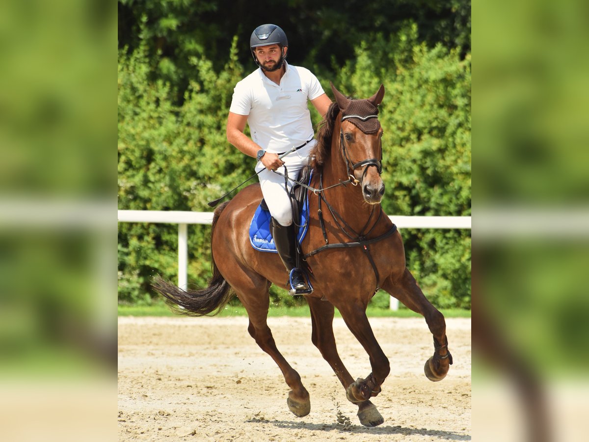 Cavallo sportivo irlandese Castrone 12 Anni 175 cm Sauro scuro in Sant&#39;Ilario Di Baganza