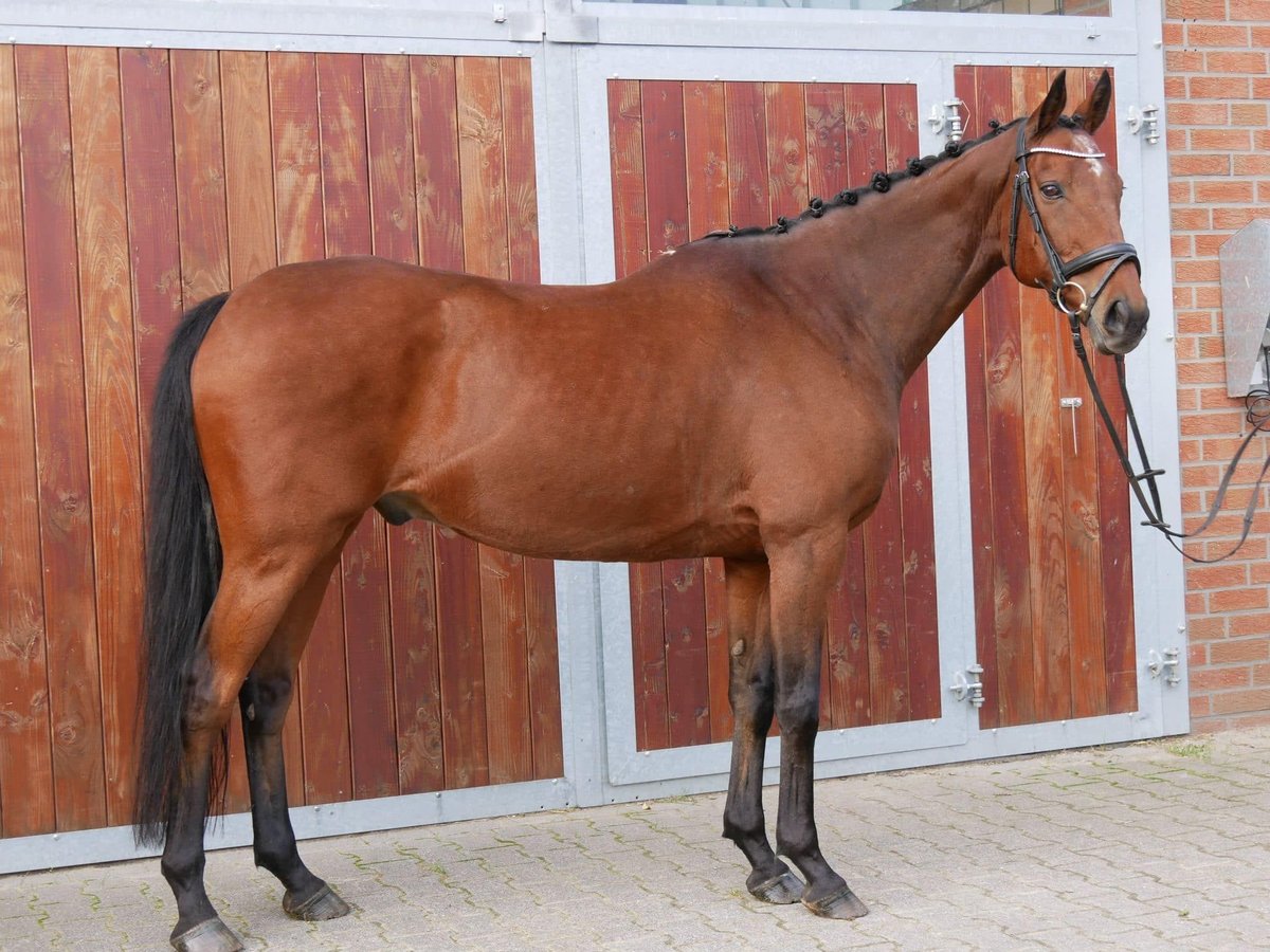 Cavallo sportivo irlandese Castrone 13 Anni 163 cm in Dorsten