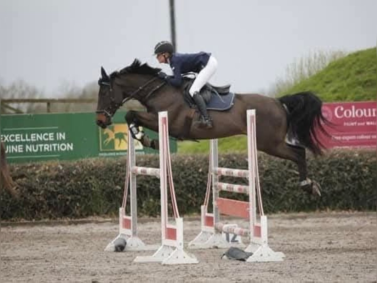 Cavallo sportivo irlandese Castrone 13 Anni 165 cm Baio ciliegia in Kinsale