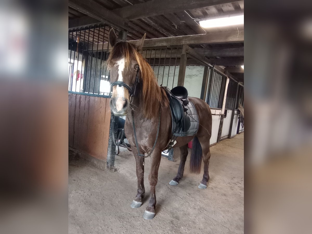 Cavallo sportivo irlandese Mix Castrone 14 Anni 139 cm Pelle di daino in Malmö