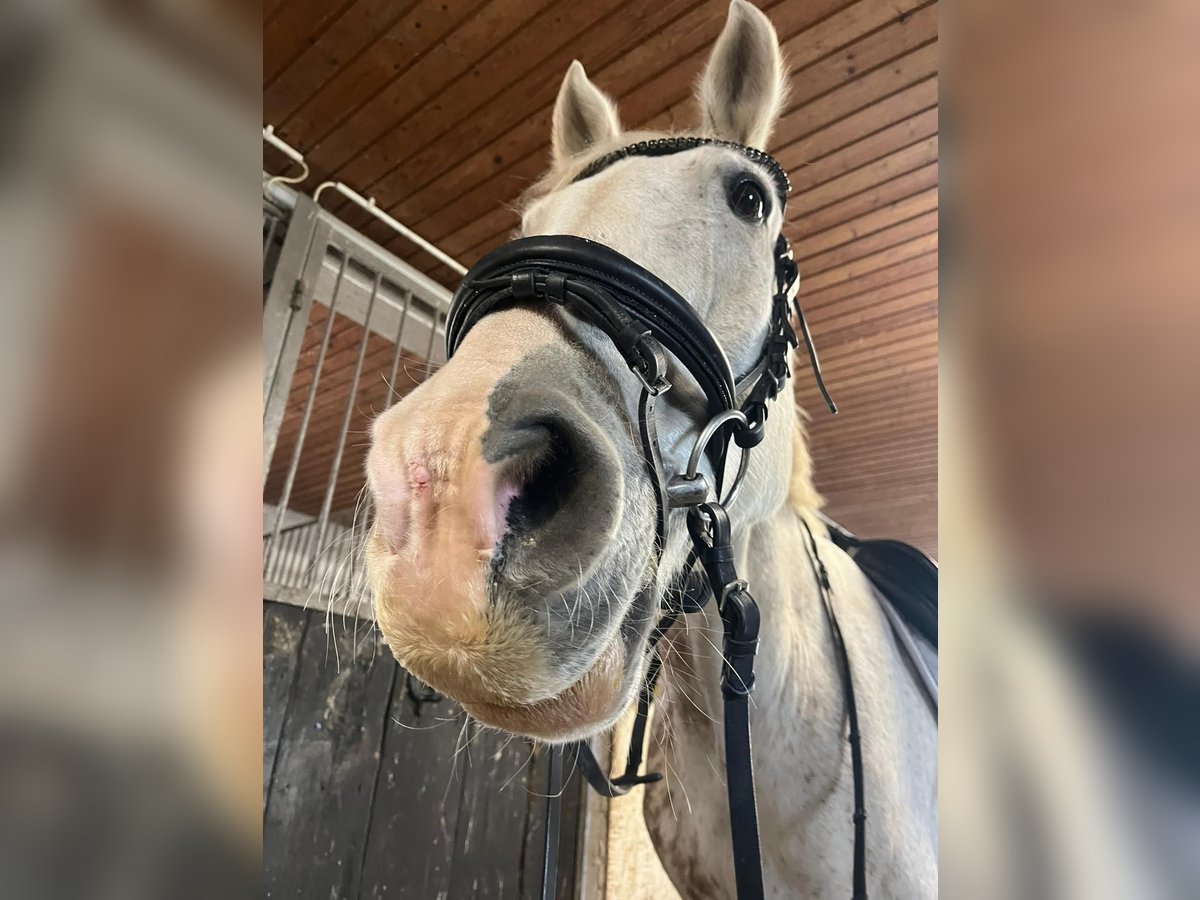 Cavallo sportivo irlandese Castrone 14 Anni 164 cm Falbo baio in Viernheim