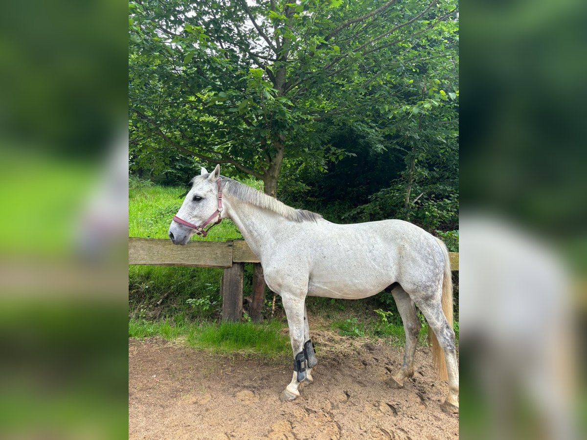 Cavallo sportivo irlandese Castrone 14 Anni 165 cm Leardo in Lotte