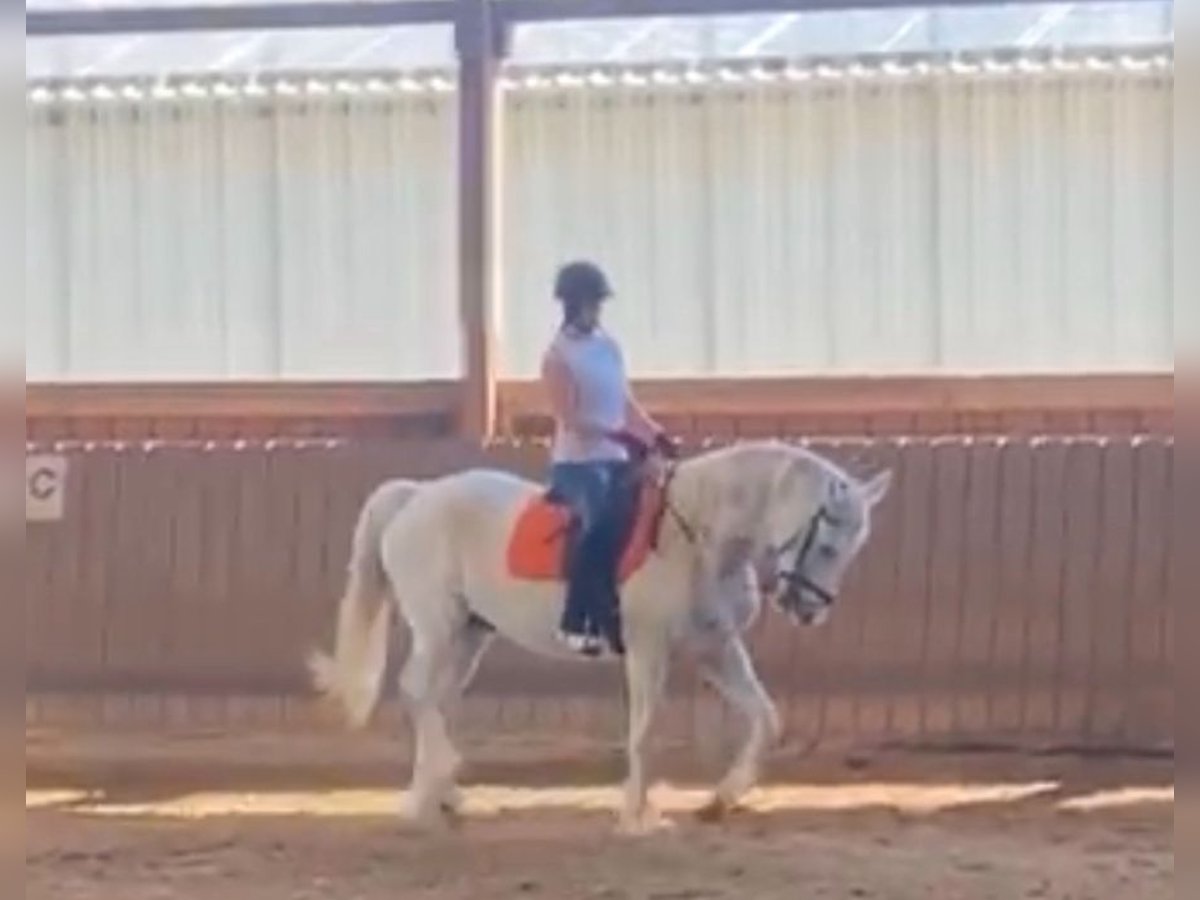 Cavallo sportivo irlandese Castrone 14 Anni 167 cm Falbo baio in Viernheim