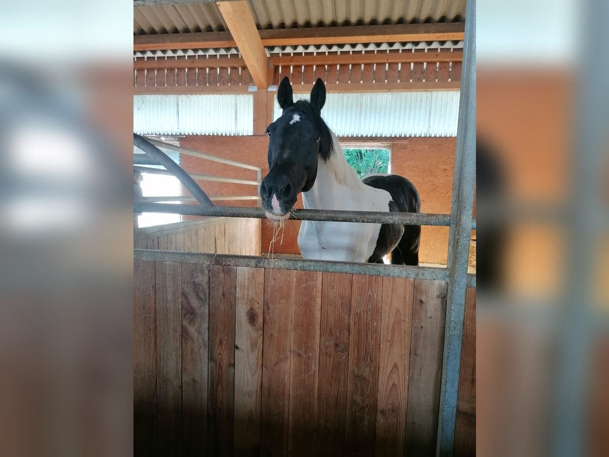 Cavallo sportivo irlandese Castrone 14 Anni 170 cm Pezzato in Heidenheim an der Brenz