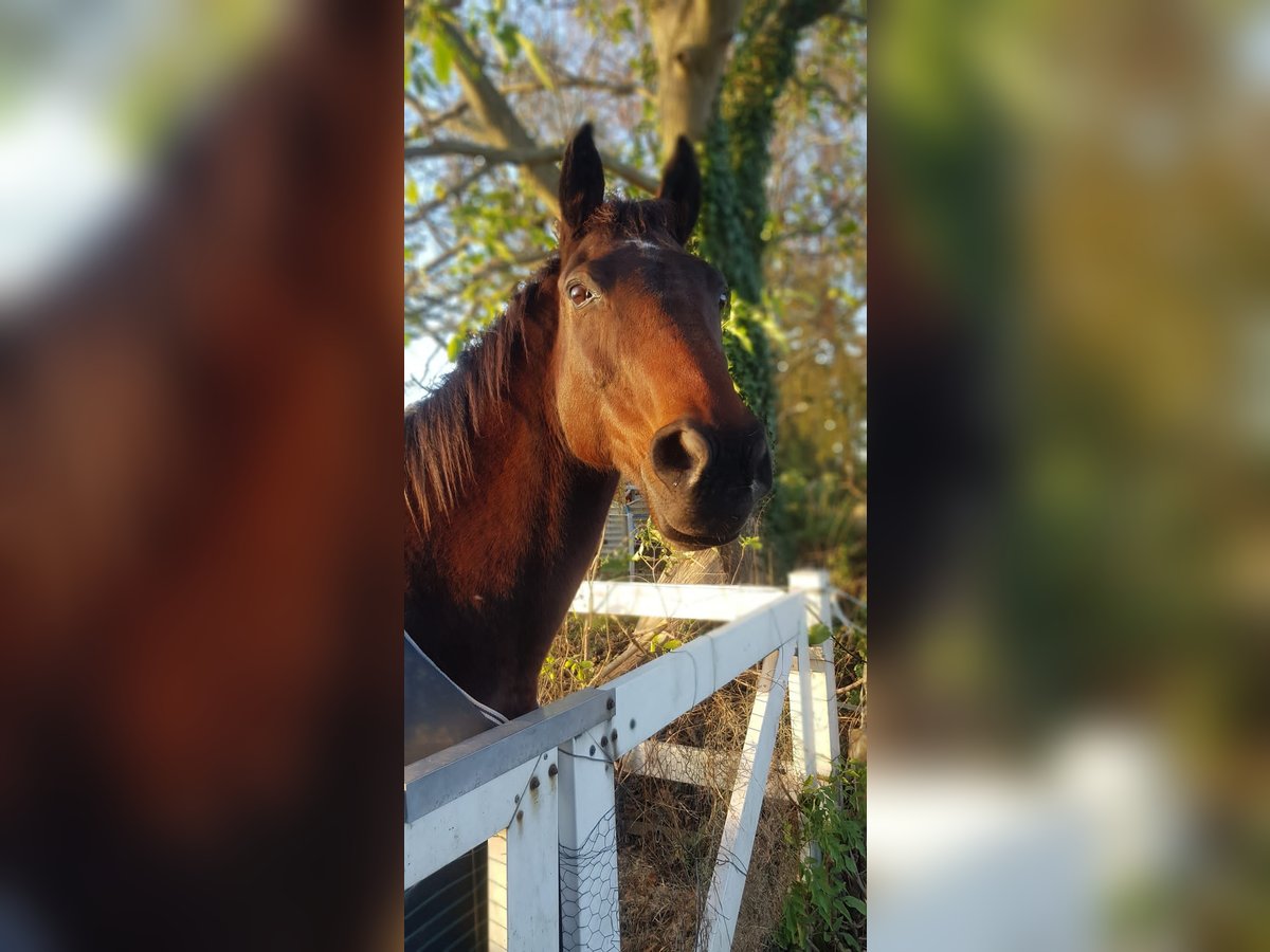 Cavallo sportivo irlandese Castrone 15 Anni 166 cm Baio in Unna