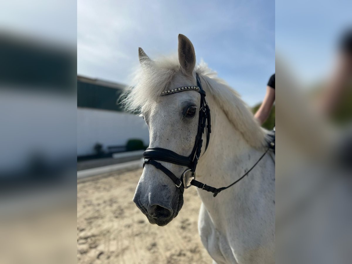 Cavallo sportivo irlandese Mix Castrone 16 Anni 143 cm Grigio in Lübeck