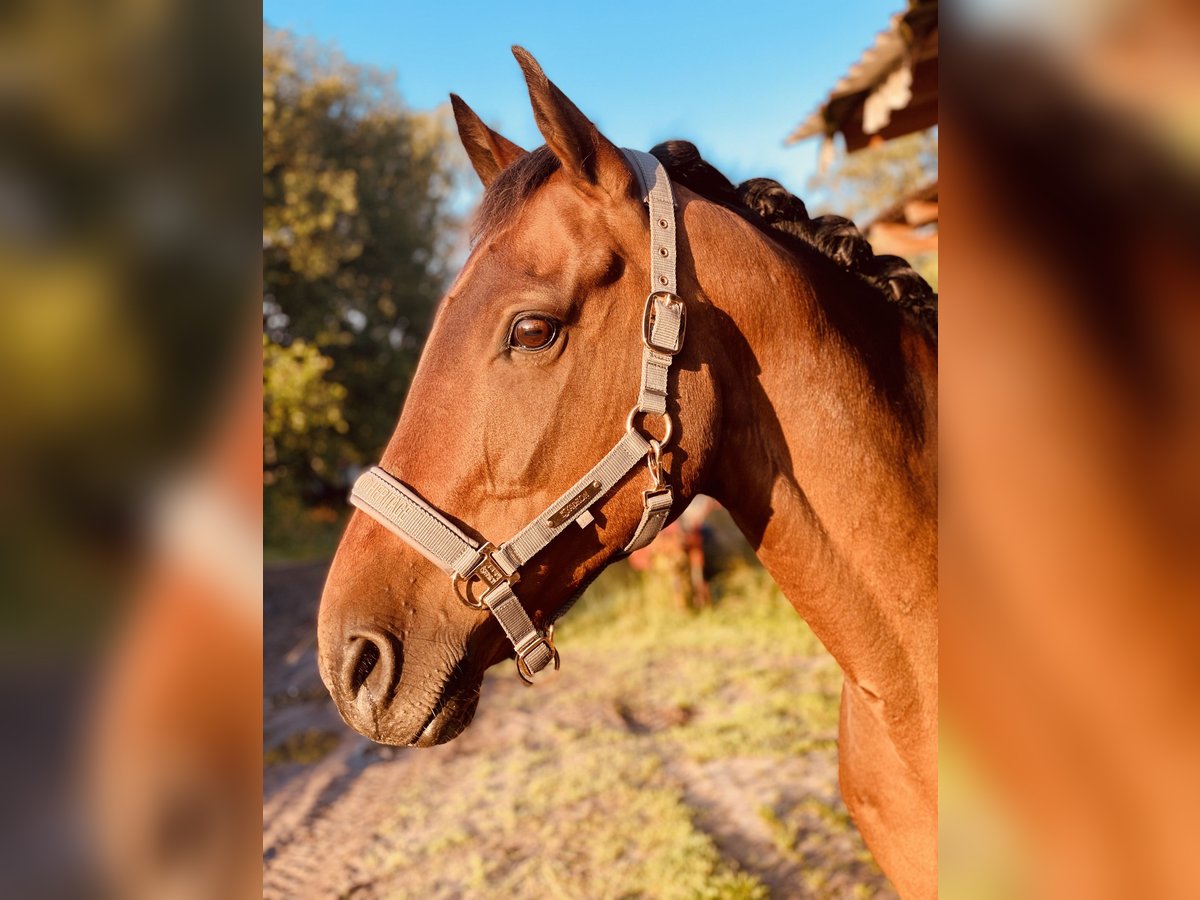 Cavallo sportivo irlandese Castrone 16 Anni 162 cm Baio in Emsdetten