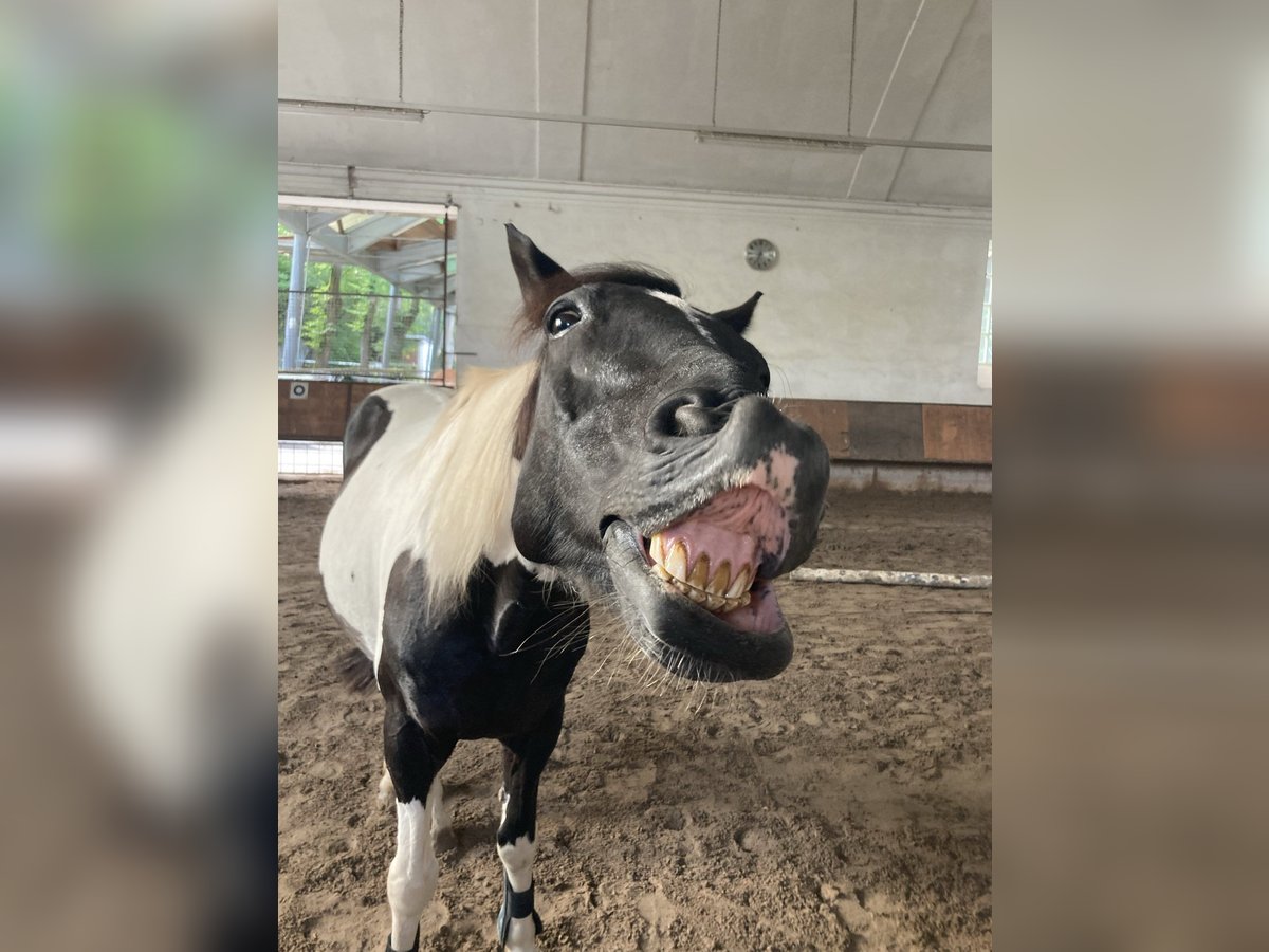 Cavallo sportivo irlandese Castrone 21 Anni 150 cm in Darmstadt