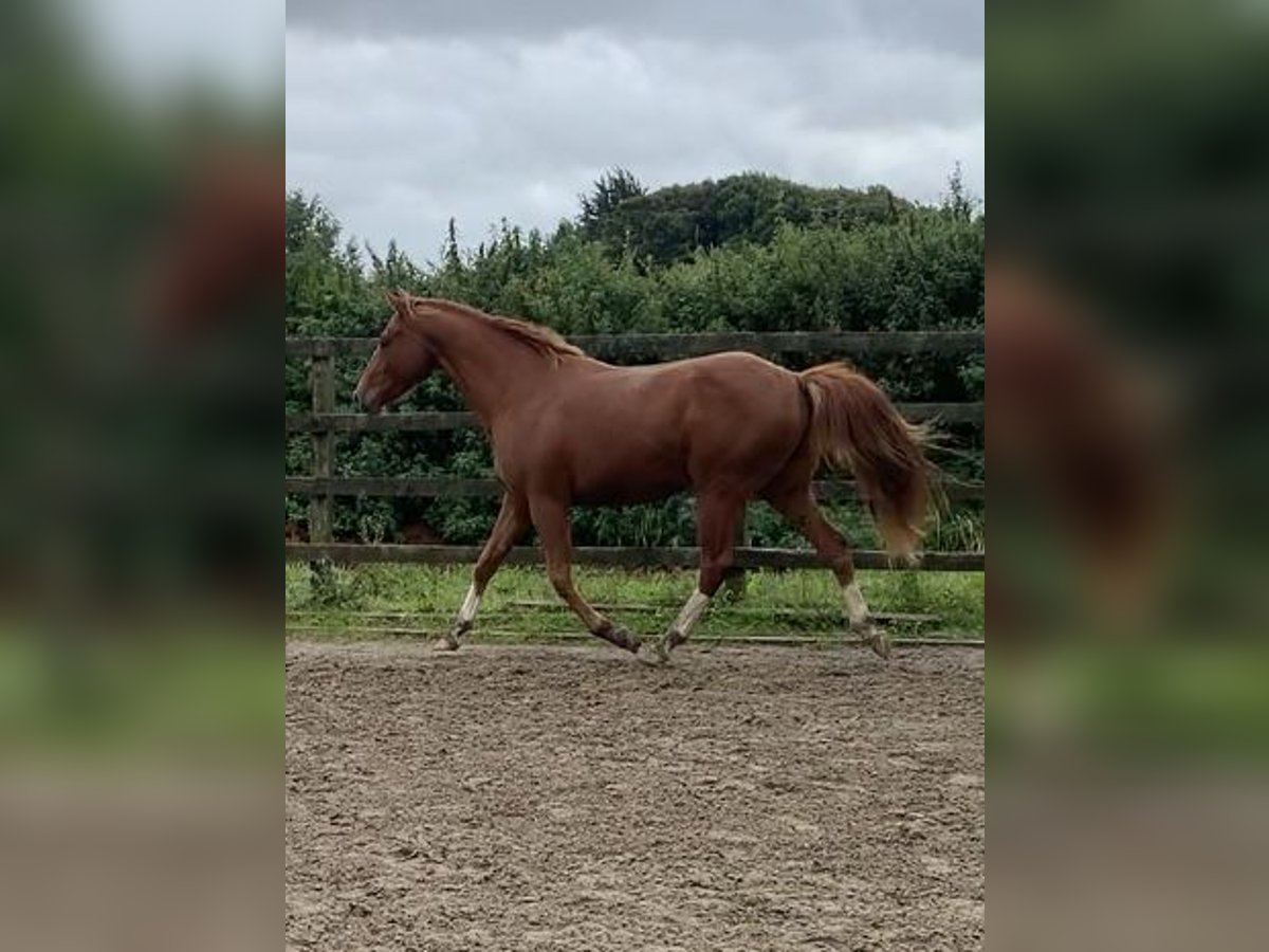 Cavallo sportivo irlandese Castrone 3 Anni 158 cm Sauro scuro in Mayo