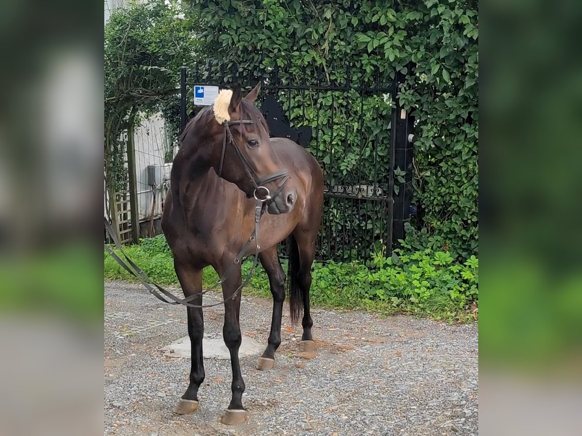 Cavallo sportivo irlandese Castrone 3 Anni 159 cm Baio nero in Lage