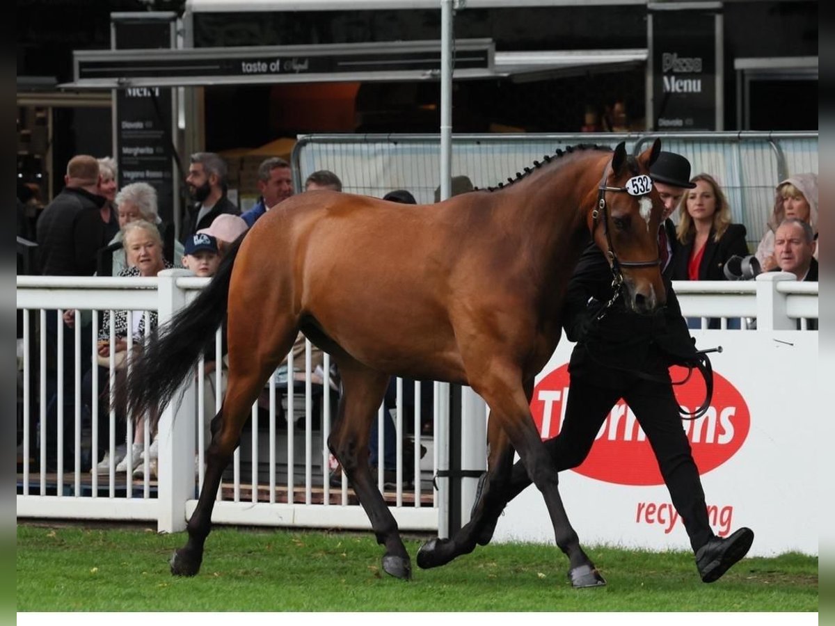 Cavallo sportivo irlandese Castrone 3 Anni 165 cm Baio ciliegia in Cork