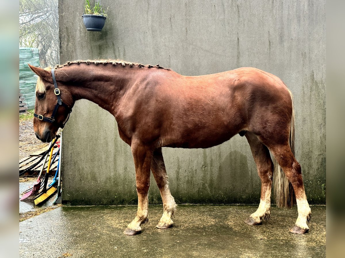 Cavallo sportivo irlandese Mix Castrone 3 Anni 165 cm in Newry