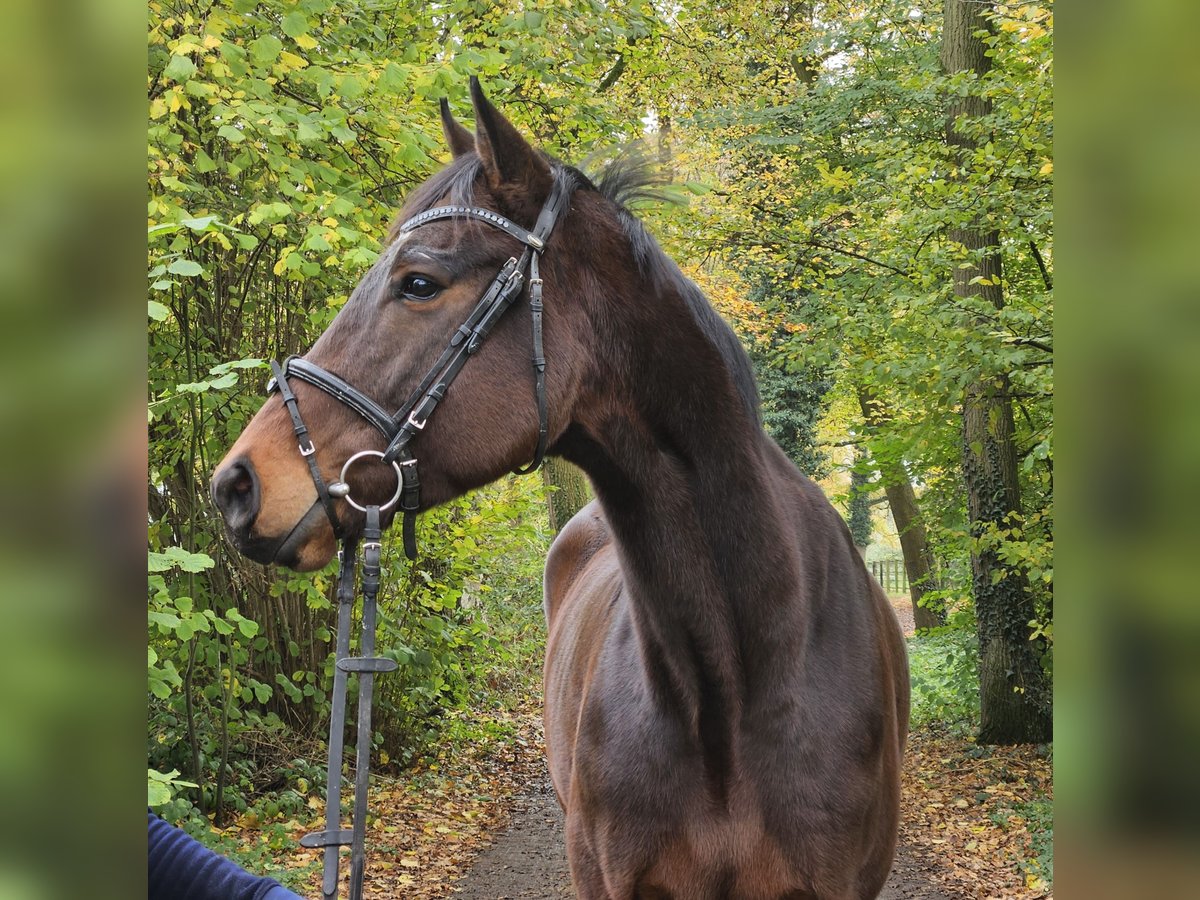 Cavallo sportivo irlandese Castrone 3 Anni 172 cm Baio nero in Nettetal