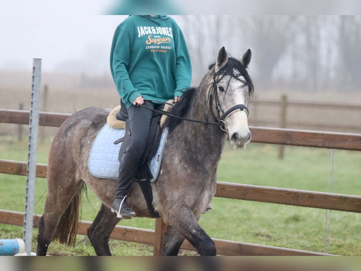 Cavallo sportivo irlandese Castrone 4 Anni 152 cm Grigio in Bogaarden