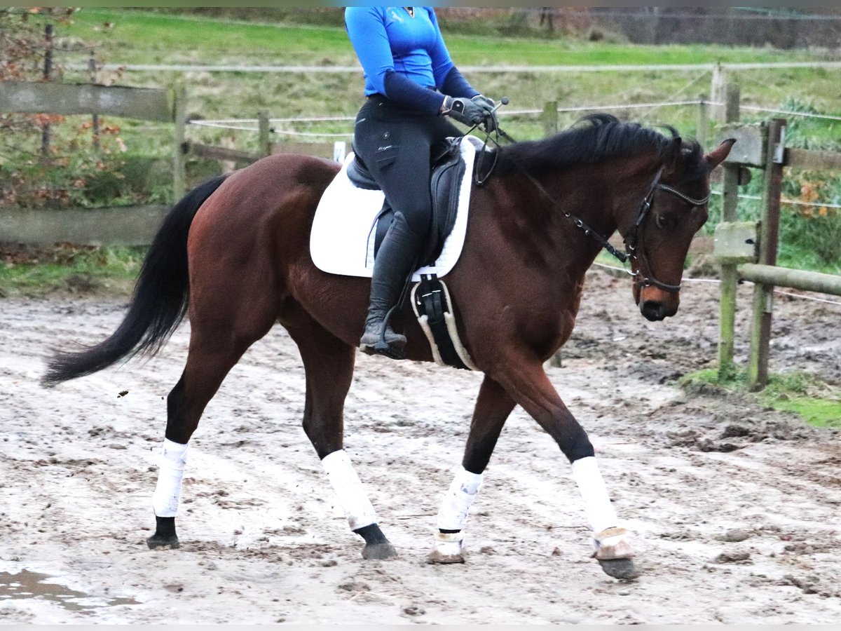 Cavallo sportivo irlandese Castrone 4 Anni 160 cm Baio in uelsen