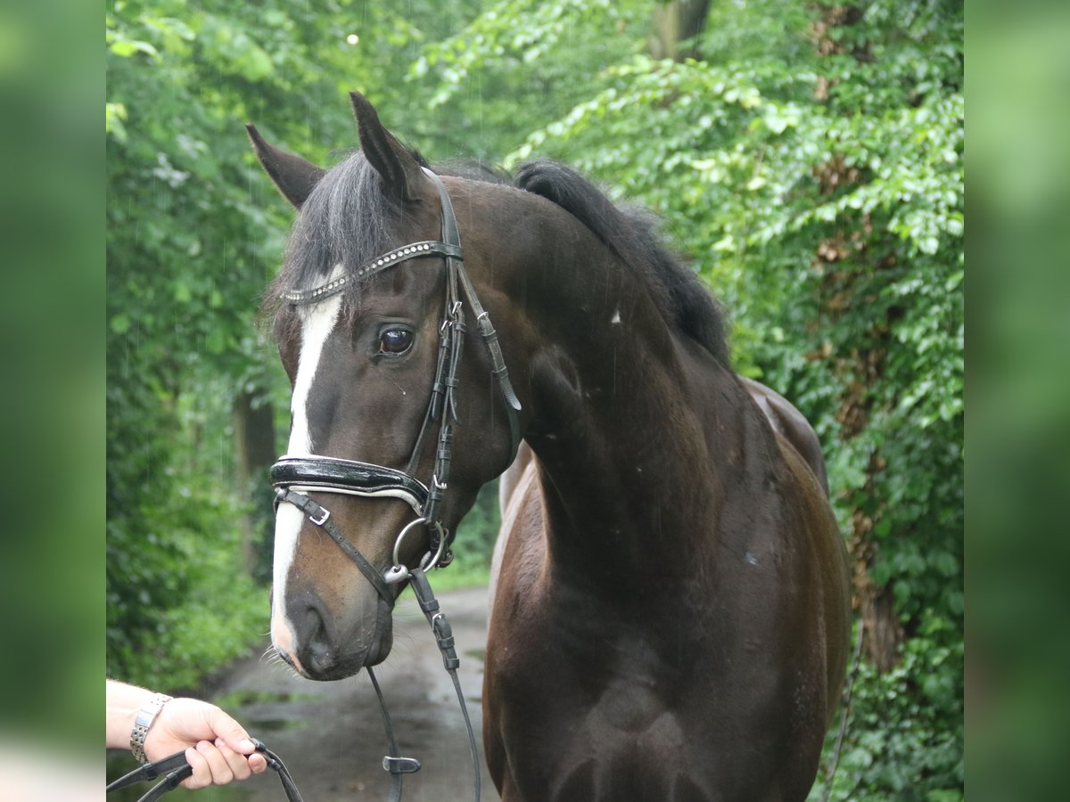 Cavallo sportivo irlandese Castrone 4 Anni 168 cm Baio nero in Nettetal