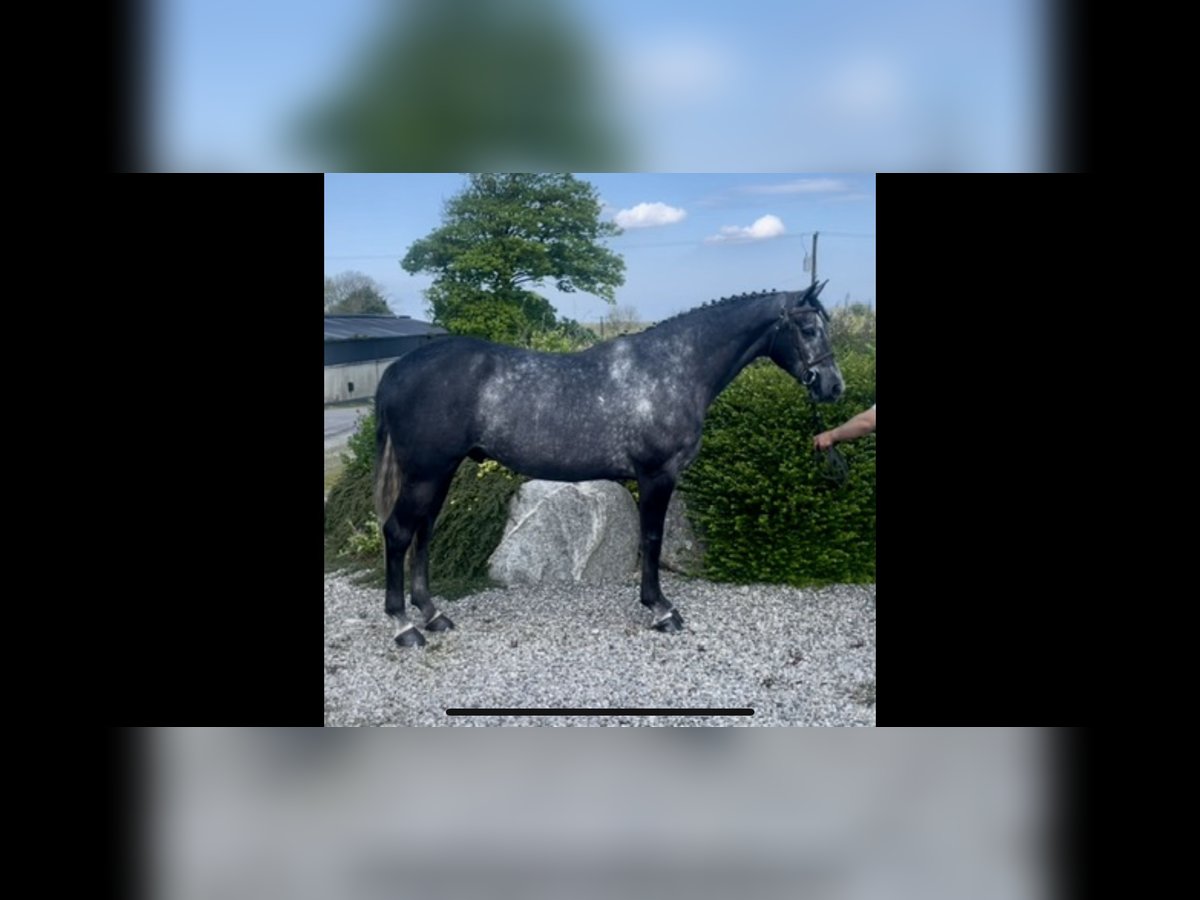 Cavallo sportivo irlandese Castrone 4 Anni 168 cm Grigio pezzato in Sligo