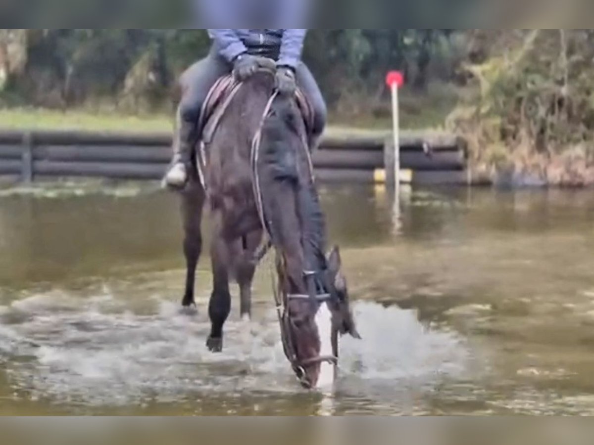 Cavallo sportivo irlandese Castrone 4 Anni 173 cm Baio scuro in Longford