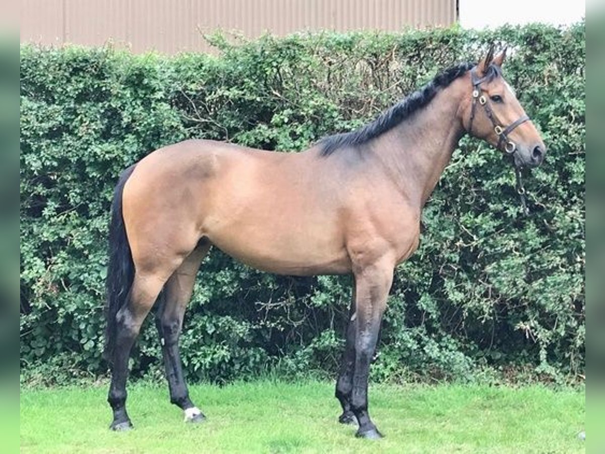 Cavallo sportivo irlandese Castrone 4 Anni 175 cm Baio ciliegia in Ballygowan