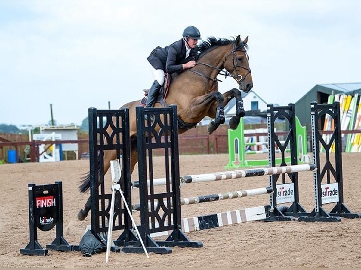 Cavallo sportivo irlandese Castrone 4 Anni 175 cm Baio ciliegia in Ballygowan