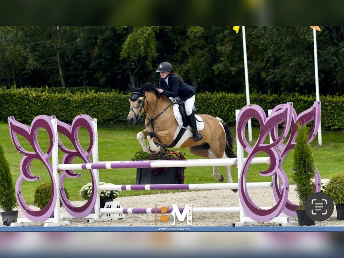 Cavallo sportivo irlandese Castrone 5 Anni 148 cm Falbo in Cork