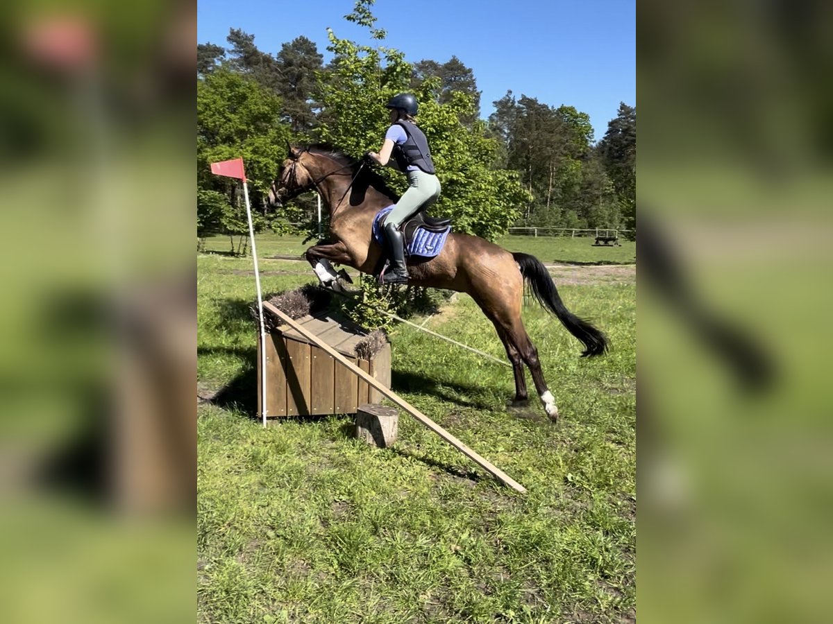 Cavallo sportivo irlandese Castrone 5 Anni 163 cm Pelle di daino in Münster