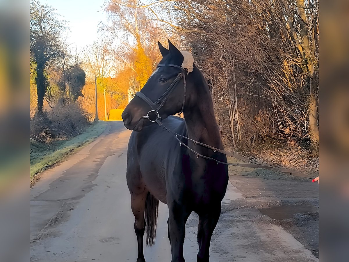 Cavallo sportivo irlandese Castrone 5 Anni 164 cm Morello in Lage