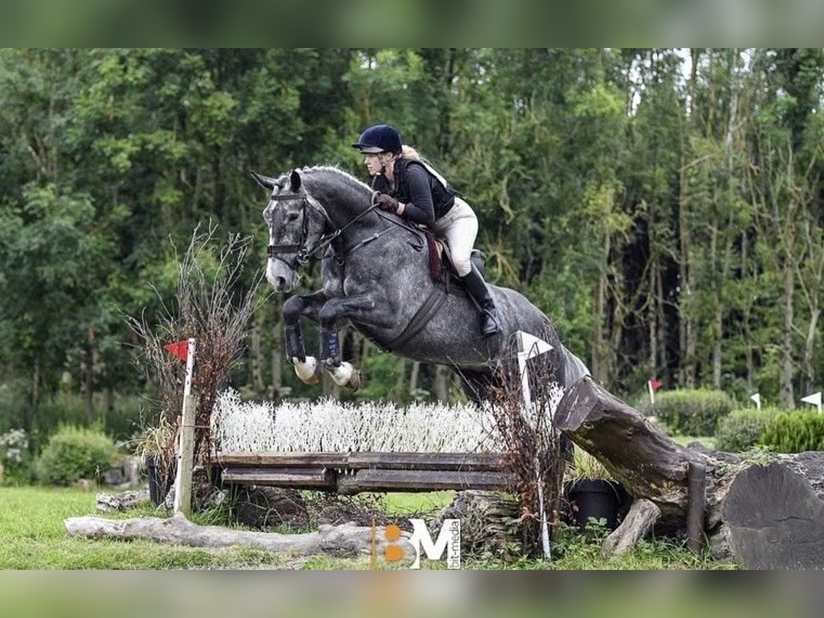 Cavallo sportivo irlandese Castrone 5 Anni 165 cm Grigio pezzato in Limerick