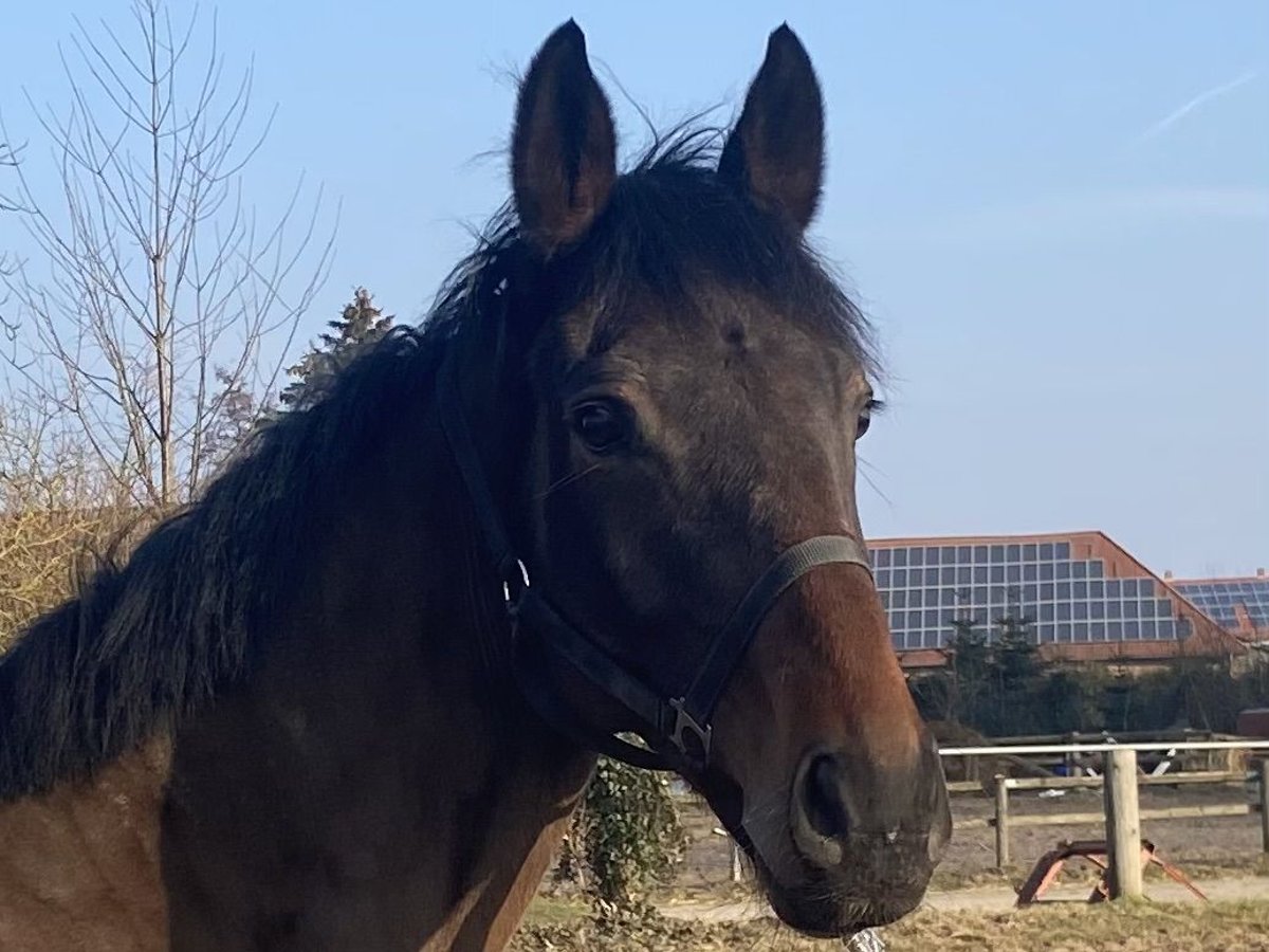 Cavallo sportivo irlandese Castrone 5 Anni 166 cm Baio scuro in Elze Esbeck