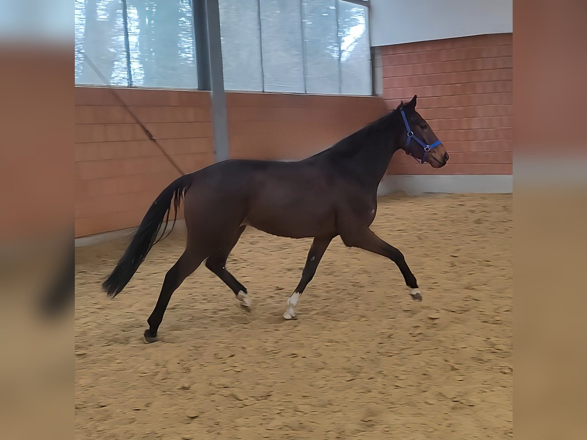 Cavallo sportivo irlandese Castrone 5 Anni 168 cm Baio in Lage