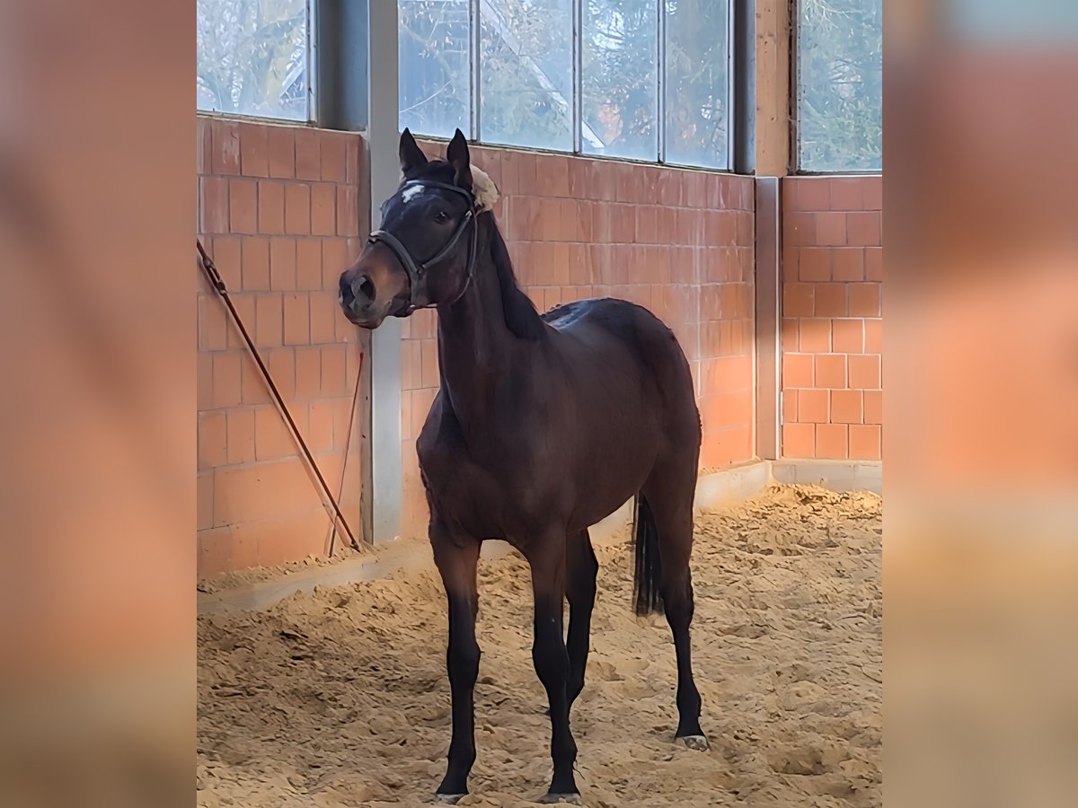 Cavallo sportivo irlandese Castrone 5 Anni 168 cm Baio in Lage