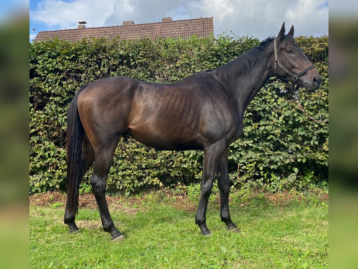 Cavallo sportivo irlandese Castrone 5 Anni 168 cm Baio nero in Elze Esbeck