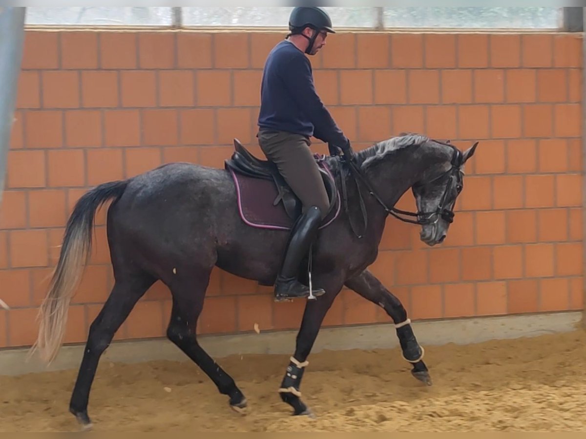 Cavallo sportivo irlandese Castrone 5 Anni 168 cm Grigio ferro in Lage