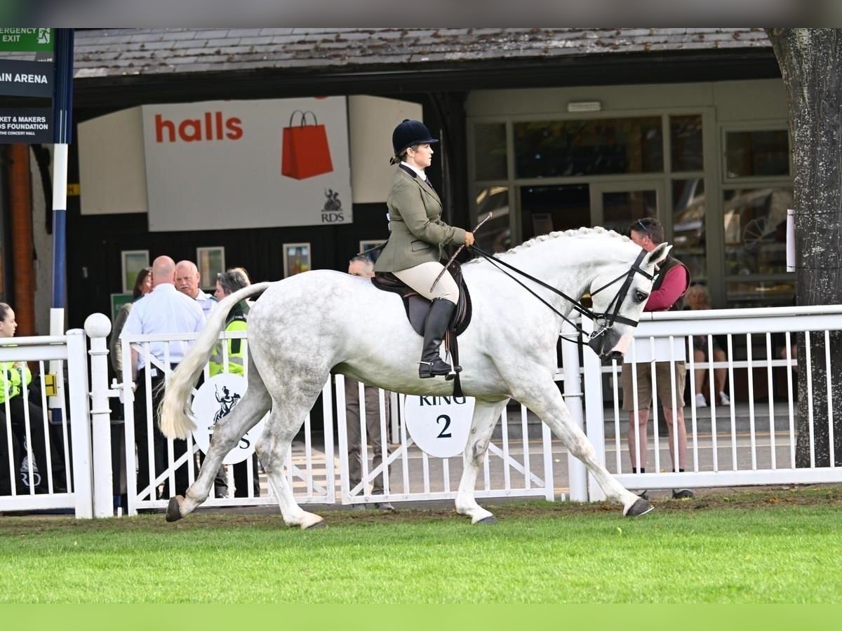 Cavallo sportivo irlandese Castrone 5 Anni 170 cm Grigio in Cork