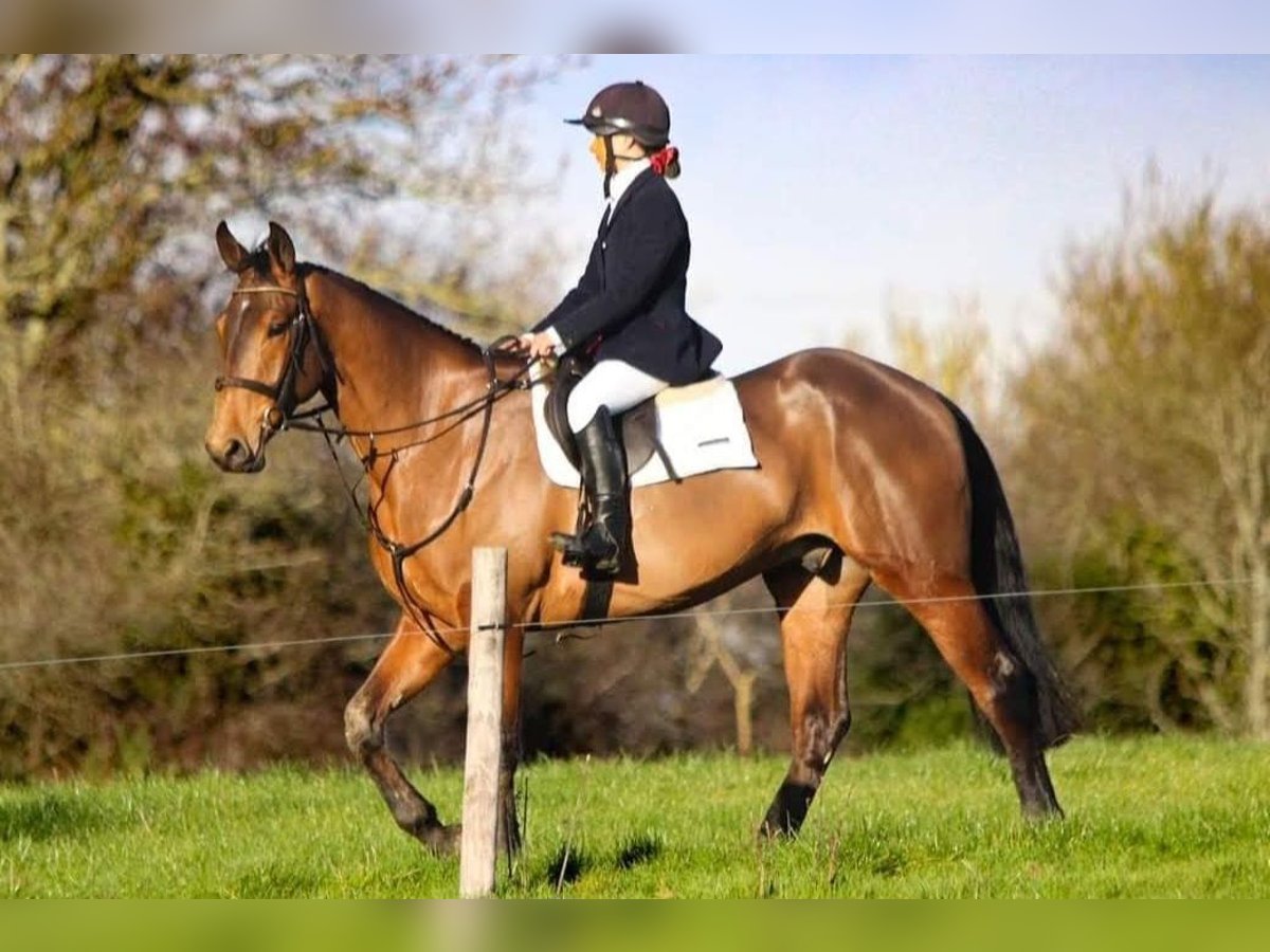 Cavallo sportivo irlandese Castrone 5 Anni 172 cm Baio in Glenbrien