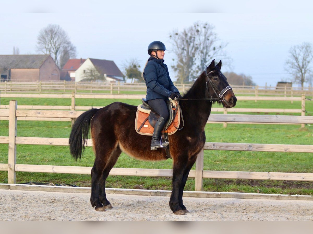 Cavallo sportivo irlandese Castrone 6 Anni 151 cm Baio scuro in Bogaarden