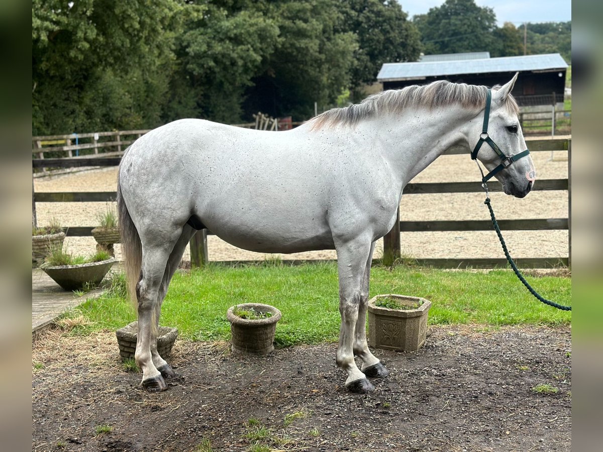 Cavallo sportivo irlandese Castrone 6 Anni 155 cm Grigio in Battle