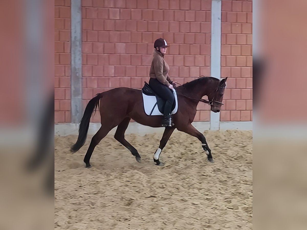 Cavallo sportivo irlandese Castrone 6 Anni 162 cm Baio in Lage