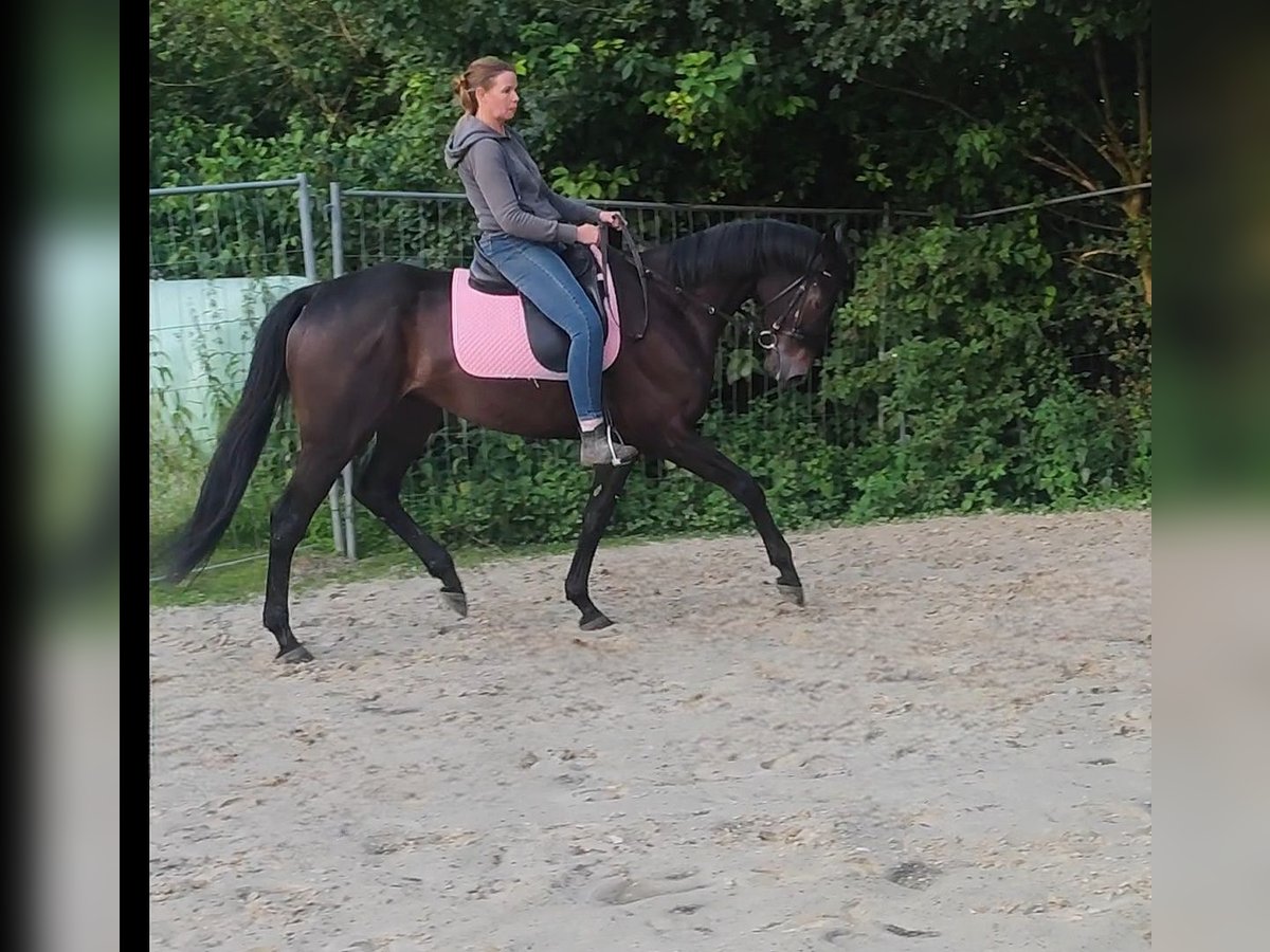 Cavallo sportivo irlandese Castrone 6 Anni 162 cm Baio nero in Lage