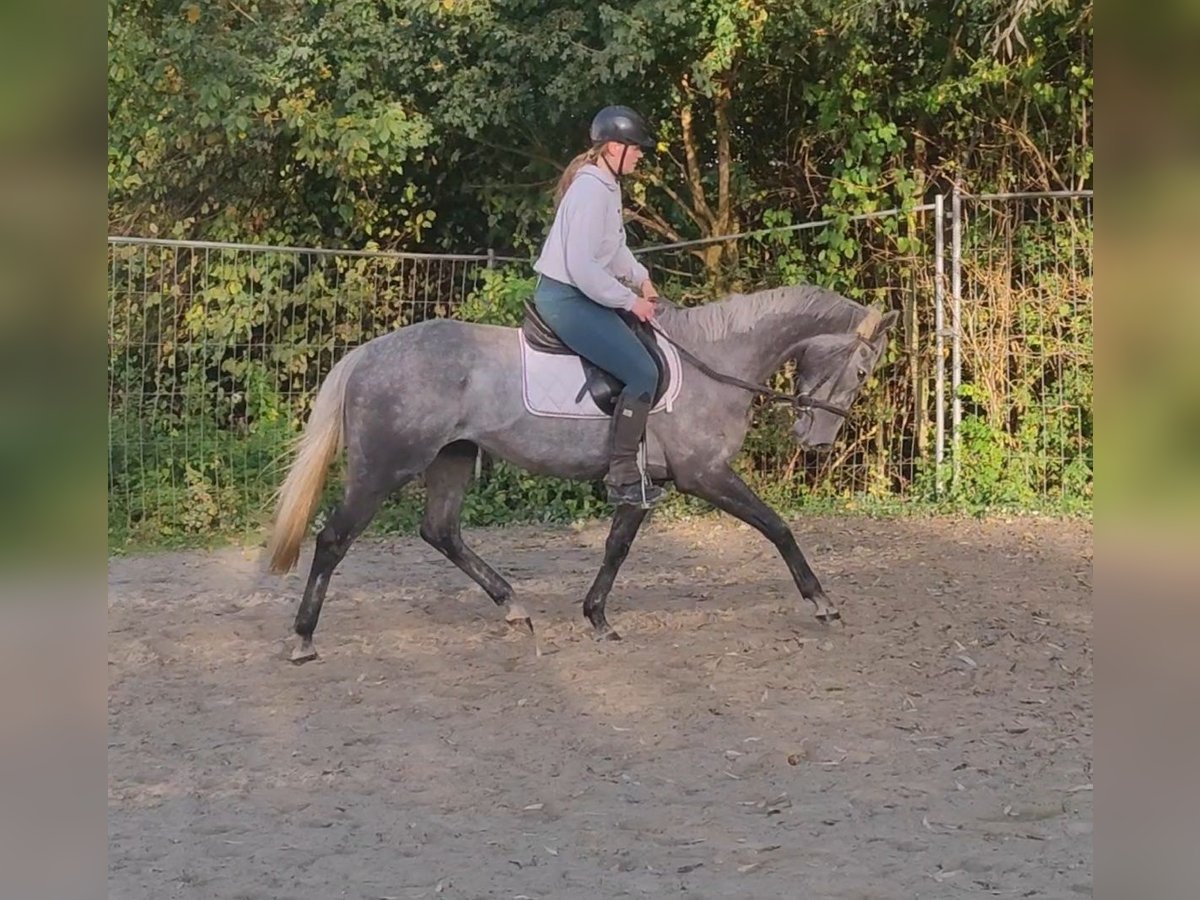 Cavallo sportivo irlandese Castrone 6 Anni 162 cm Grigio ferro in Lage